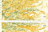 Japanese Fabric Mimosa Border - cream pale yellow - 50cm